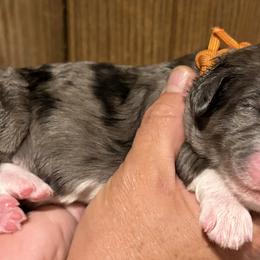 Boy 6 - male Bernedoodle puppy in Coopersburg, Pennsylvania from Deutsch Hund Haus
