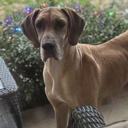 Brandi - Great Dane