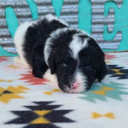Oreo - Black and white male Sheepadoodle puppy in Owensville, Missouri from Oak Valley Kennels