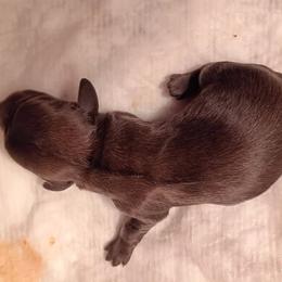 DBs Annette von Droste-Hulshoff - Red female Dachshund puppy in Summerfield, Florida from D & B Ranchette