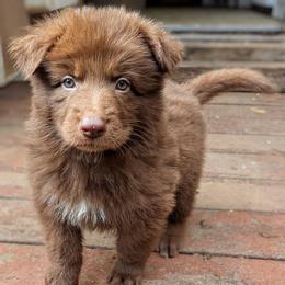 Sono - Liver male German Shepherd puppy in Olean, New York from F&B Kennels