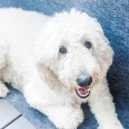 Karli - Goldendoodle