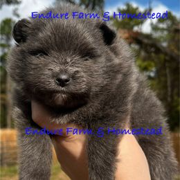 Jelly Belly - Blue male Pomeranian puppy in Plantersville, Texas from Endure Farm Inc
