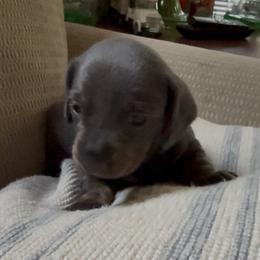 Girl 2 - Blue and tan female Dachshund puppy in La Fayette, Illinois from Dachshunds of Tales