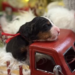 Starry - Tri-color female Bernese Mountain Dog puppy in Gardner, Kansas from Faith and Family Farm