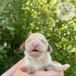 Cream or Apricot female - Cream female Poodle puppy in Jacksonville, Florida from Creek Side Kennels