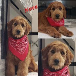 Goldendoodle puppies from Robbin's Treasures