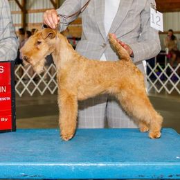 Callie - Lakeland Terrier