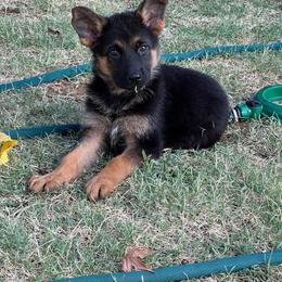 White - Black and red female German Shepherd puppy in Sacramento, California from Von Blackwolf German Shepherds