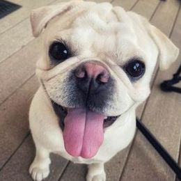 Pugs from Erick Brown