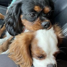 Cavalier King Charles Spaniels from Bobbi’s Cavalier Cuties
