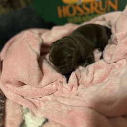 Boy 1 - Labrador Retriever puppy from Hossrun Labradors