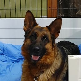 Chini - German Shepherd