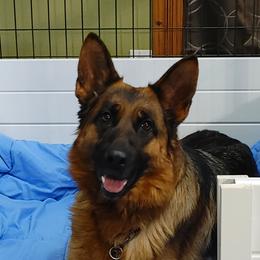 Chini - German Shepherd