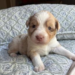 Sadie - Red merle female Australian Shepherd puppy in Grants Pass, Oregon from Carmel Mountain Aussies