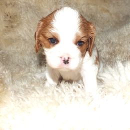 Bella - Blenheim female Cavalier King Charles Spaniel puppy in Northglenn, Colorado from Lucia's Cavalier King Charles Spaniels