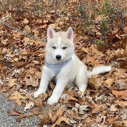 Siberian Huskies from Siberian Husky RI