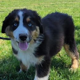 Badger - Australian Shepherd puppy from Creekside Aussies