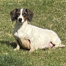 Dachshunds and Pomeranians from Whispering Pine Dachshunds & Pomeranians