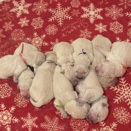 Boy 4 - Light golden male Golden Retriever puppy in East Hartford, Connecticut from Cherry Hollow Goldens