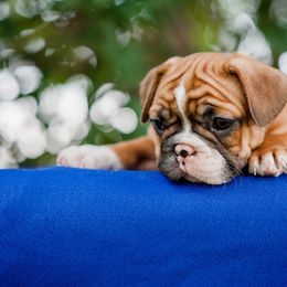 French Bulldog Puppies from Windy Ridge French Bulldogs