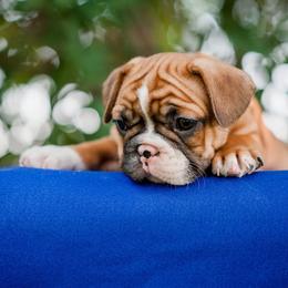 French Bulldog Puppies from Windy Ridge French Bulldogs