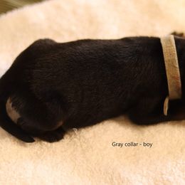 Rottweiler Puppies from Vom Hause Alistair