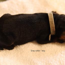 Rottweiler Puppies from Vom Hause Alistair