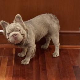Carlieto - French Bulldog