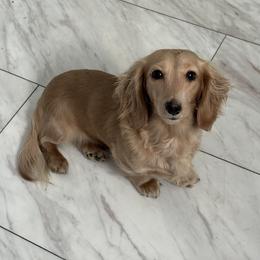 Dutchess Crème Brûlée - Dachshund