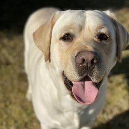 Hank - Labrador Retriever