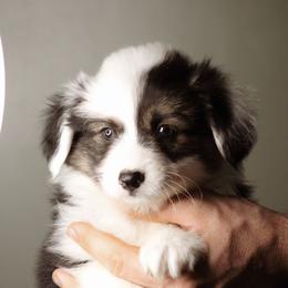 Queen - Black and tan female Pembroke Welsh Corgi puppy in South Otselic, New York from Ridge Top Corgis