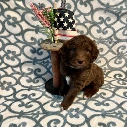 Assorted Doodle Crosses and Goldendoodle Puppies from Huff Family Farm & Doodles