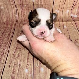 Girl 1 - Sable spotted white female Chihuahua puppy in Palmyra, Indiana from Country Star Chihuahuas