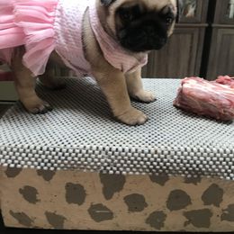 Pug Puppies from Pickwick Pugs