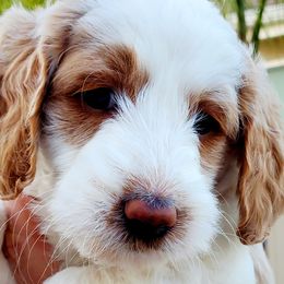 Goldendoodles from Ginger Paws Doodles
