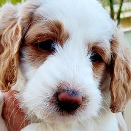 Goldendoodles from Ginger Paws Doodles
