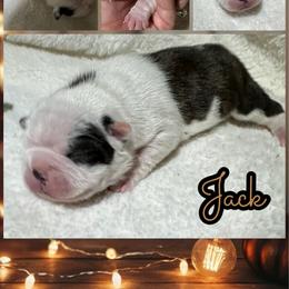 Jack - Black and white male Boston Terrier puppy in Brazos Point, Texas from TX Southern Belle Boston Terriers