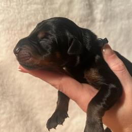 Black - Black and rust male Doberman Pinscher puppy in Muskegon, Michigan from HillStone Dobermans