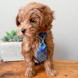 Chip - Red  male Goldendoodle puppy in Garden Grove, California from Sunkissed Doodles