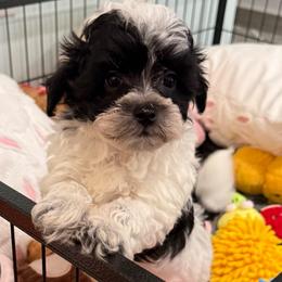 Campbell - Black & white male Maltipoo puppy in Colonial Beach, Virginia from BeachRidge Pups