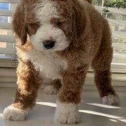 Bernedoodle Puppies from Redrockbernedoodles