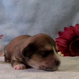 Boy 3 - Cream male Dachshund puppy in Mt. Sterling, Illinois from Doxie Do's