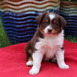 "Aunt Bee" - Red tri-color Australian Shepherd puppy in Noxon, Montana from MITIN Aussies AKC Standard Australian Shepherds