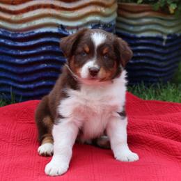 "Aunt Bee" - Red tri-color Australian Shepherd puppy in Noxon, Montana from MITIN Aussies AKC Standard Australian Shepherds
