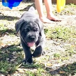 Blue Boy - Gray male Cane Corso puppy in Mc Ewen, Tennessee from Worldwide Kennels