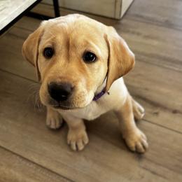 Purple Collar Girl - Yellow female Labrador Retriever puppy in Colorado Springs, Colorado from Front Range Labradors LLC