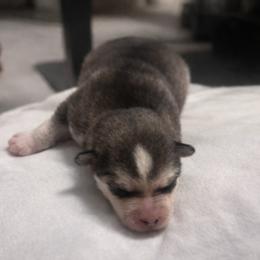 Cinderella - Tri-color female Pomsky puppy in Burton, Michigan from Snow Shark Pomskys