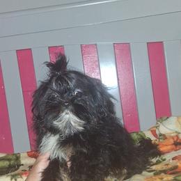 Boy 2 - Black and tan male Shih Tzu puppy in Birmingham, Alabama from K&D kennels