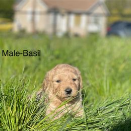 Goldendoodle Puppies from Doodle Paradise